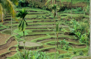 1 - Rizières à Ubud Gangga à Bali